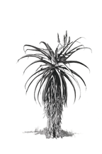 Aloe 1 Canvas Print | Botanical Wall Art | Ruthanne Collection