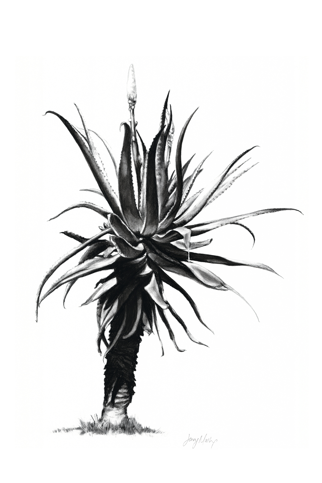 Aloe Canvas Print | Botanical Wall Art | ruthanne collection
