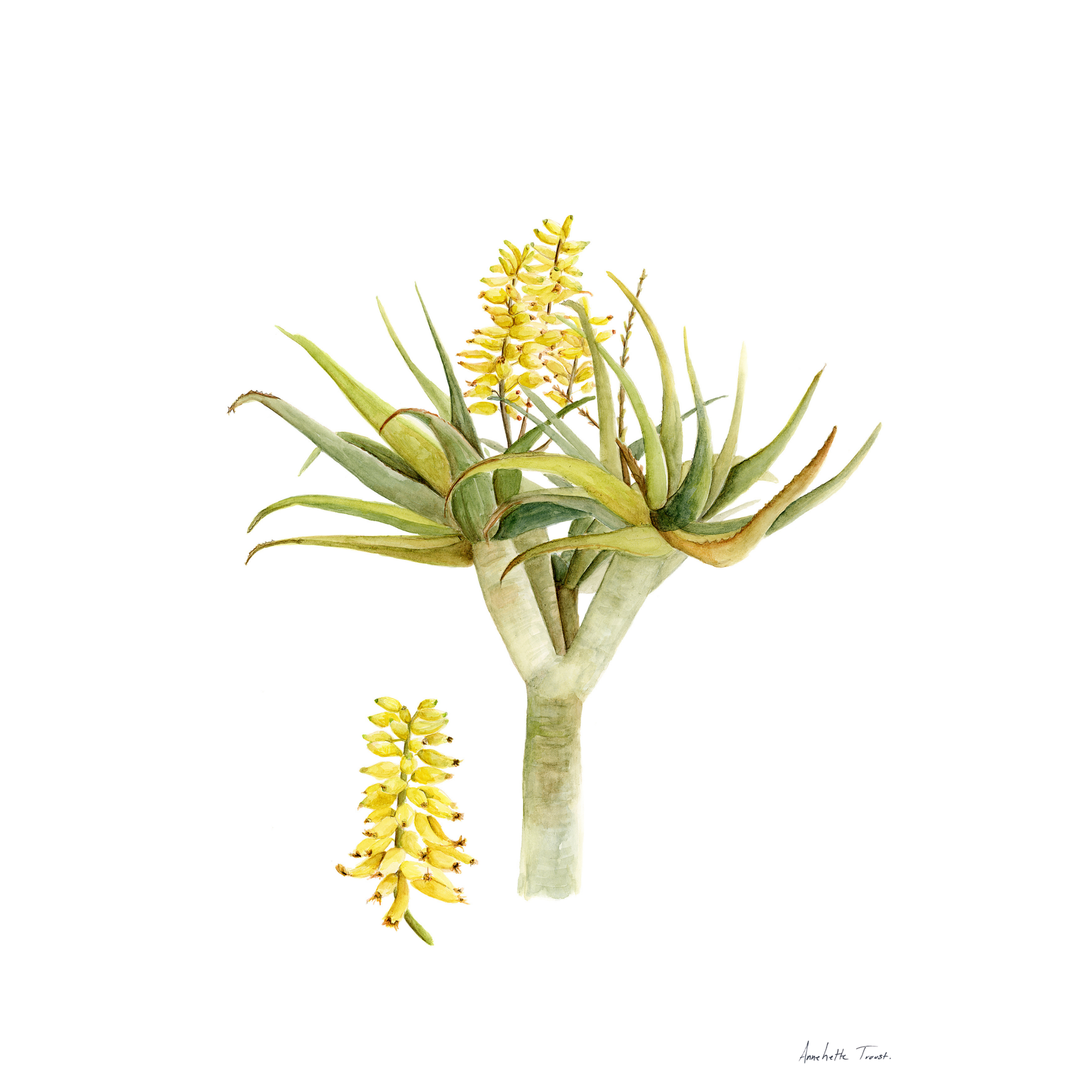 Aloidendron Dichotomum Print
