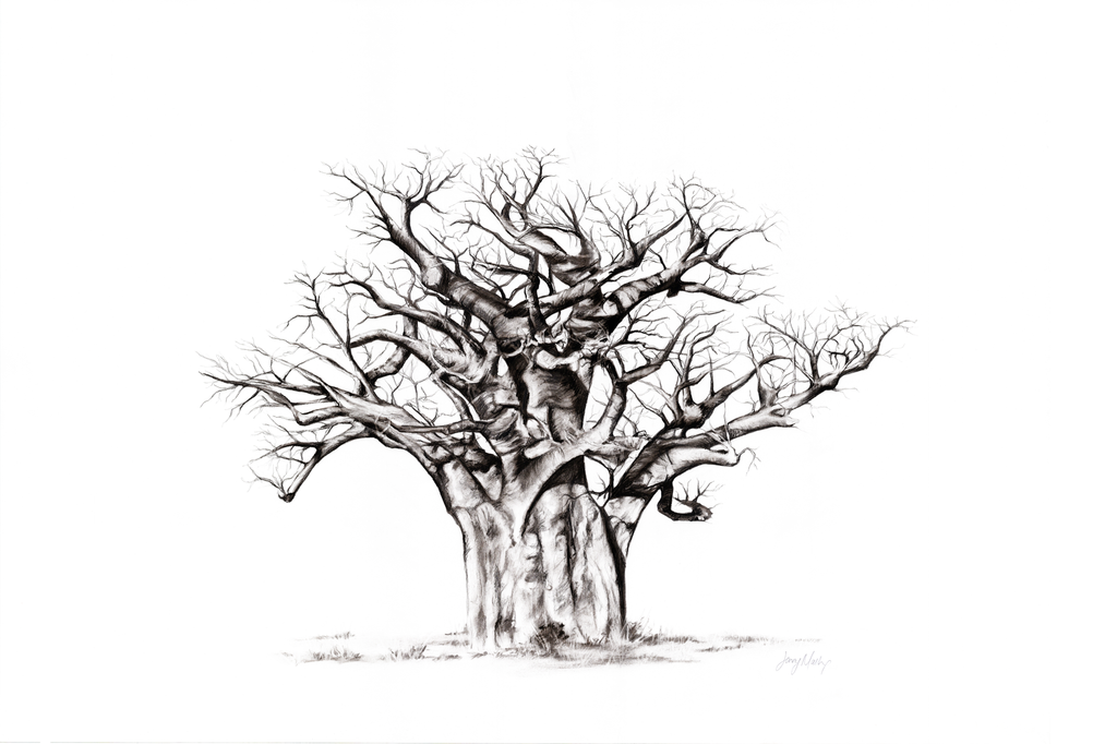 Baobab Canvas Print | African Landscape Art | Ruthanne Collection