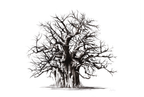Baobab 1 Canvas Print | African Landscape Art | Ruthanne Collection