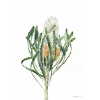 Banksia Print
