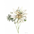 Cafe au Lait Dahlia Print