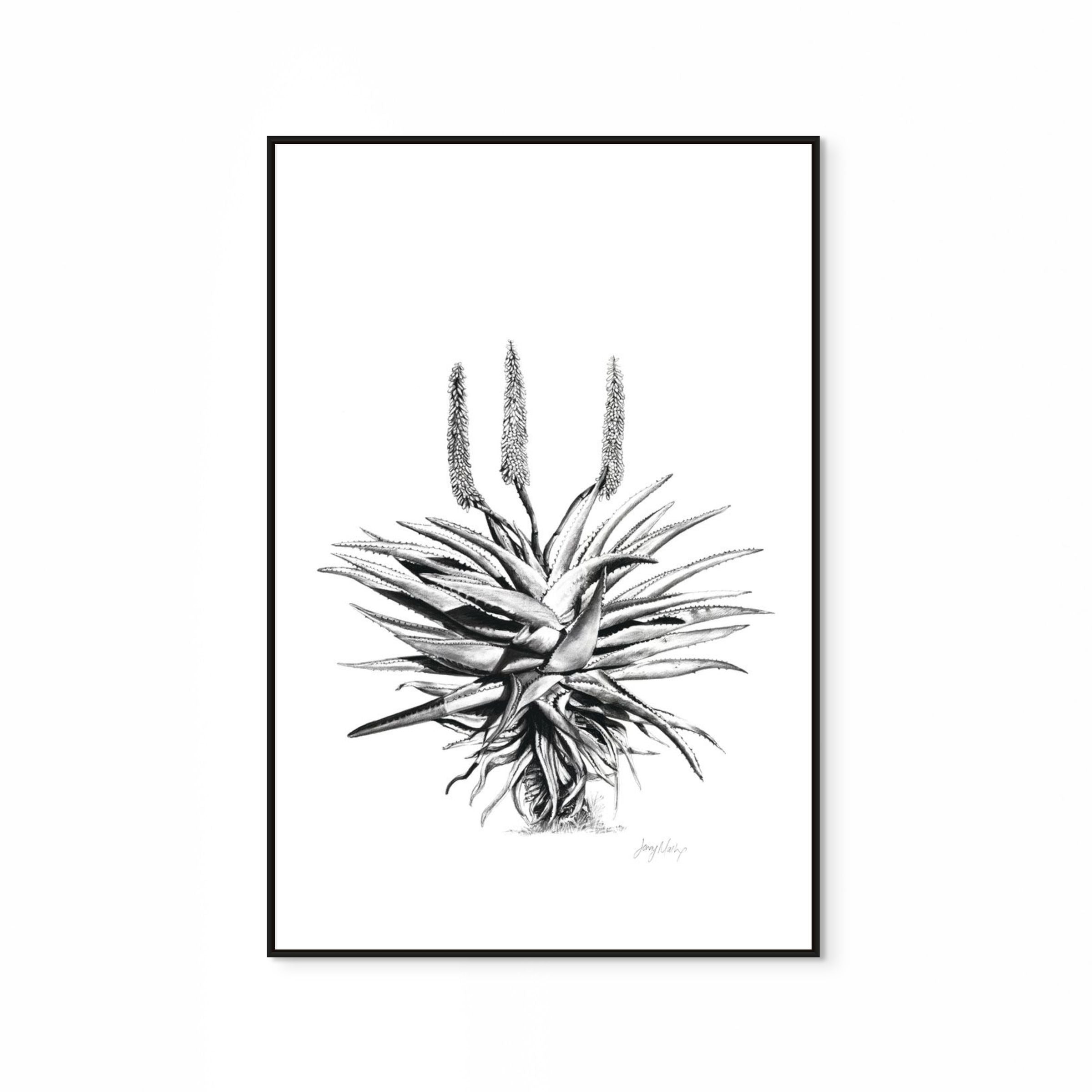 Aloe I Print