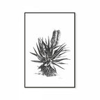 Aloe II Print