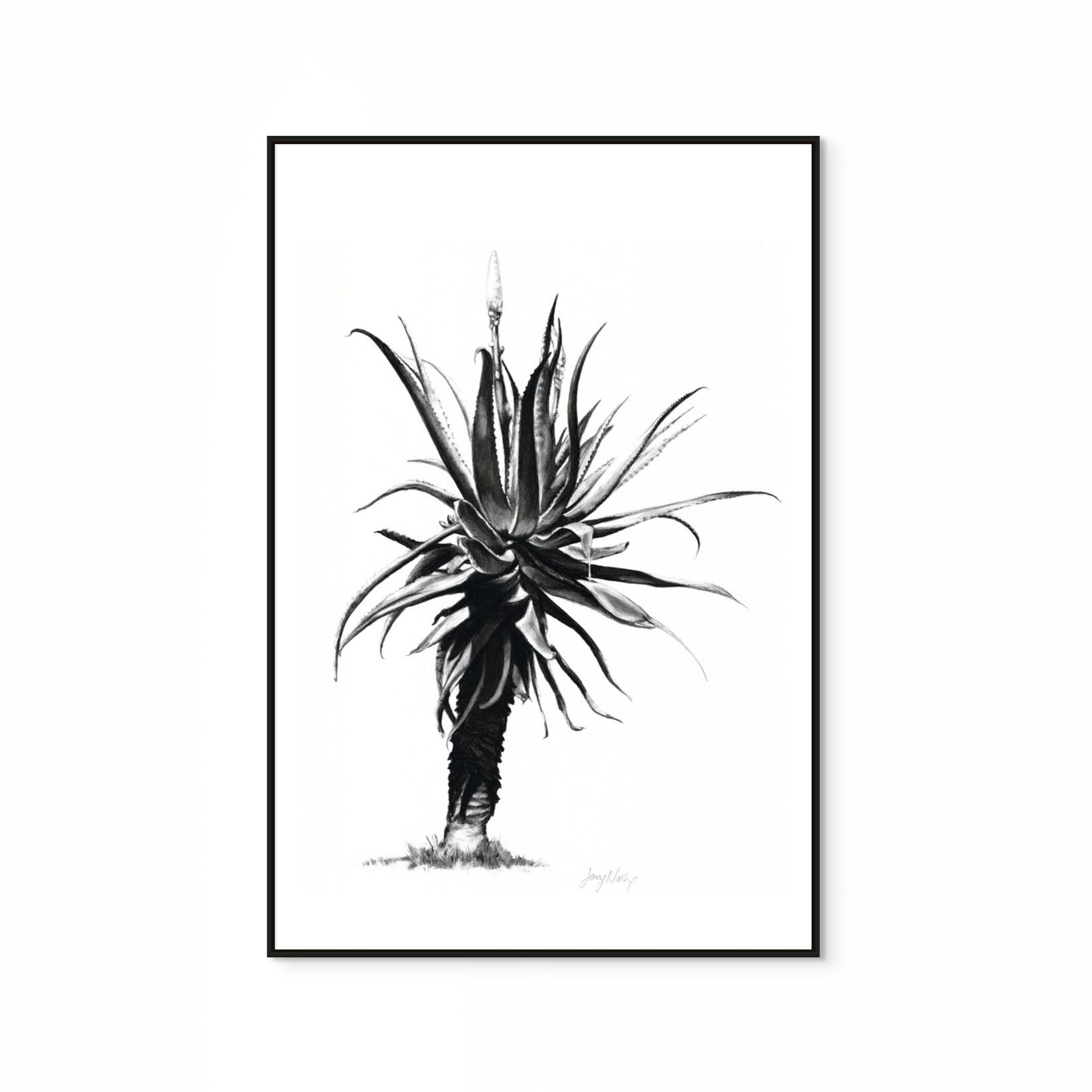 Aloe IV Print