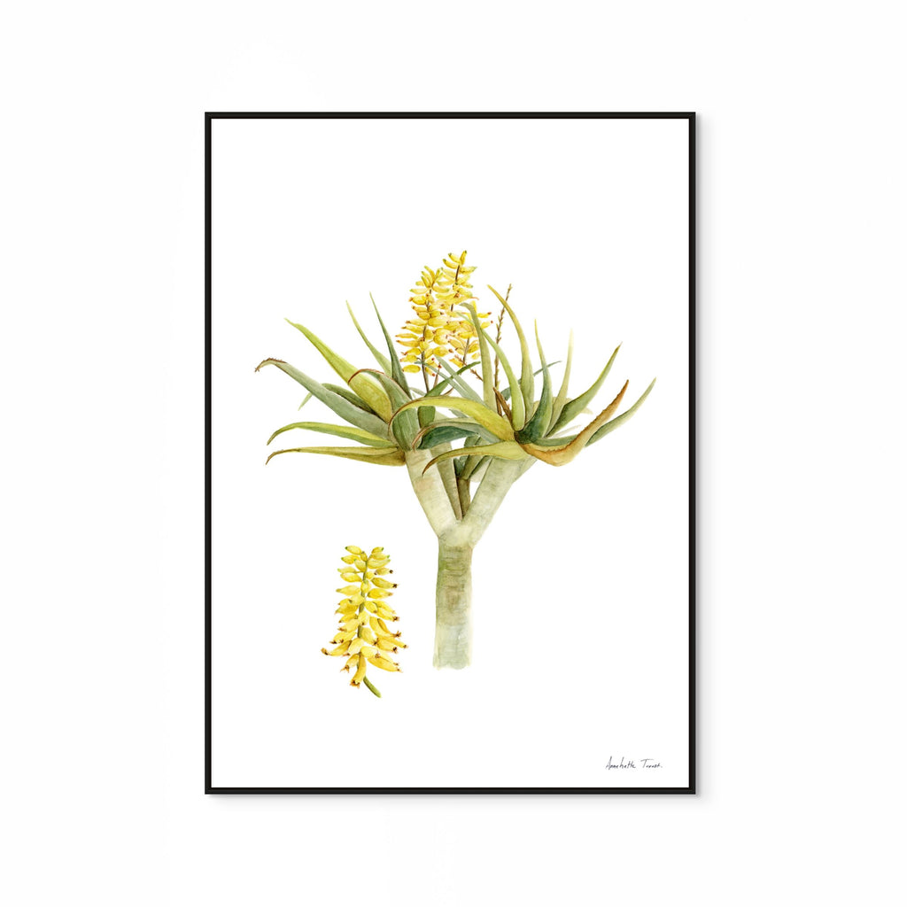 Aloidendron Dichotomum Print