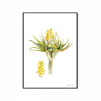 Aloidendron Dichotomum Print