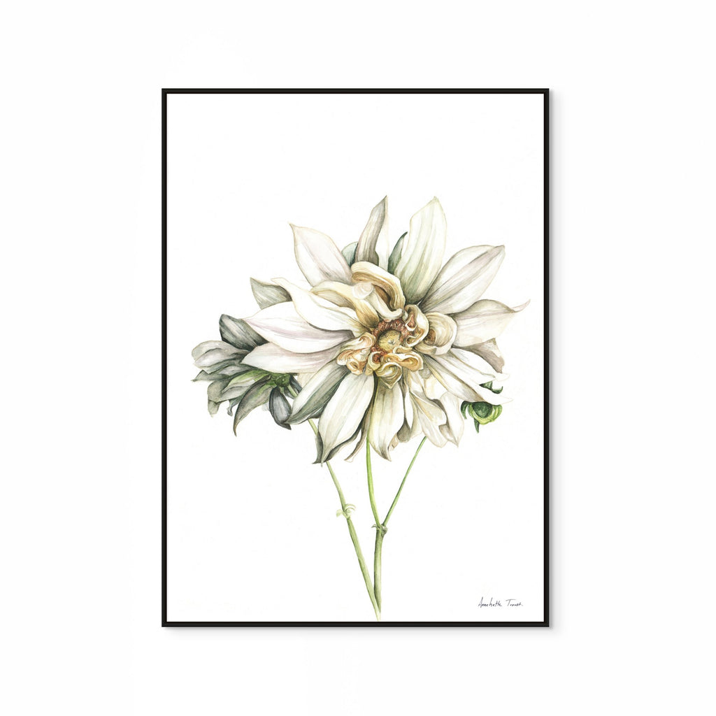Cafe au Lait Dahlia Print