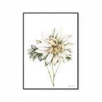 Cafe au Lait Dahlia Print