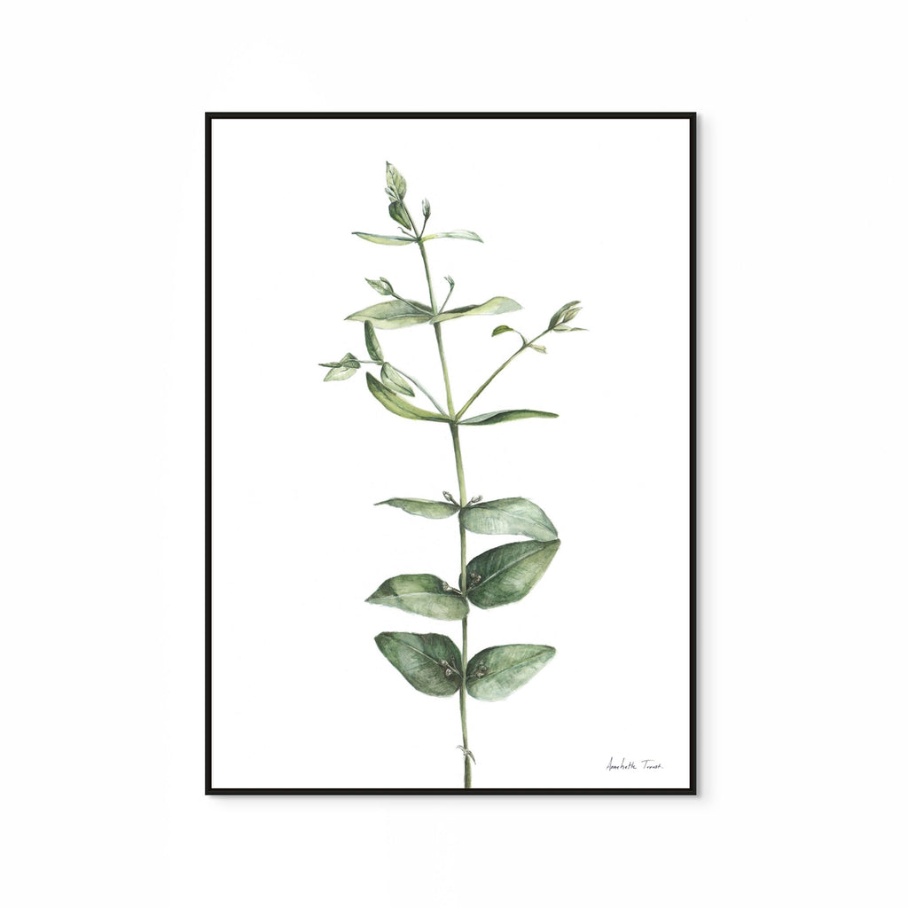 Eucalyptus Print