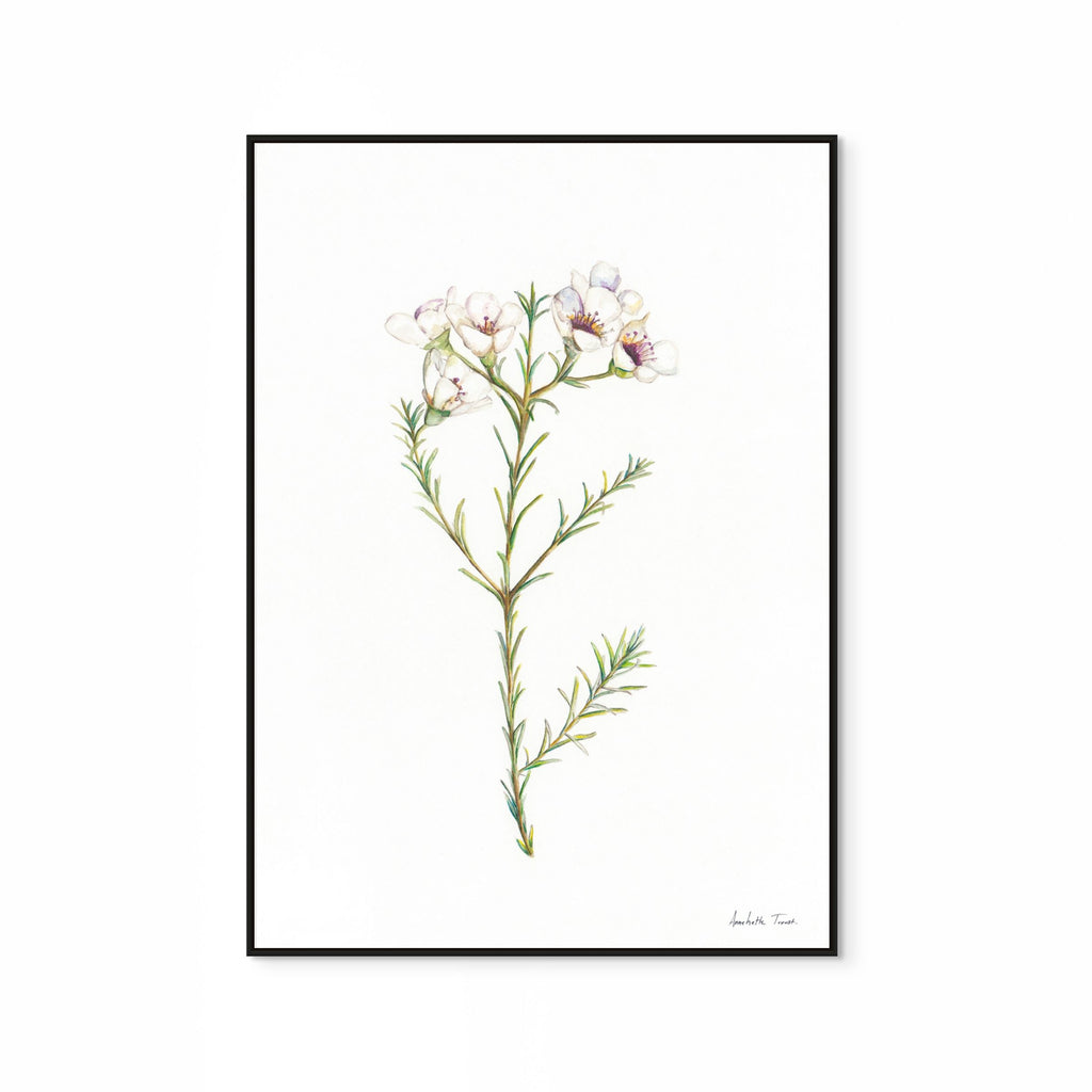 Geralton Wax Print