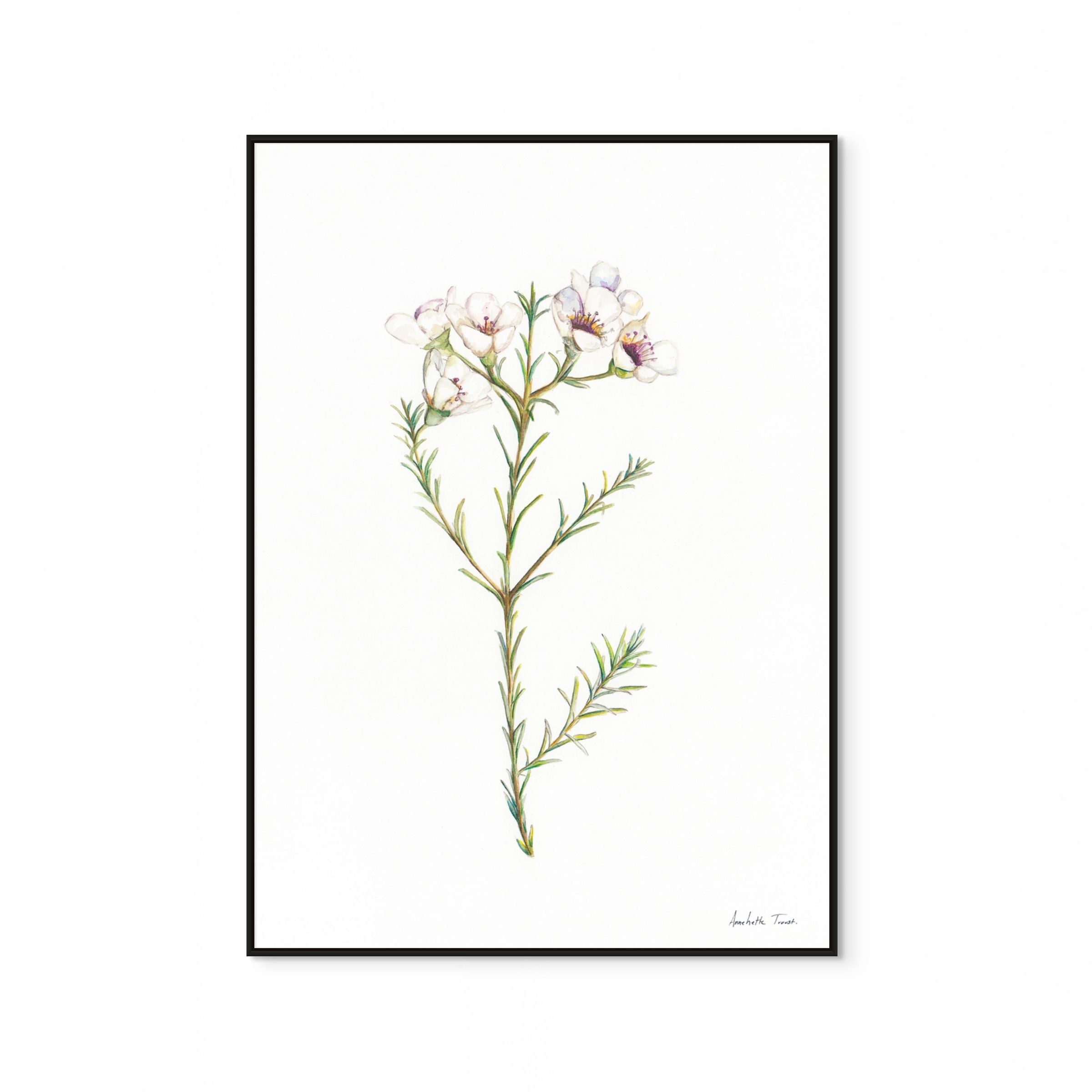 Geralton Wax Print