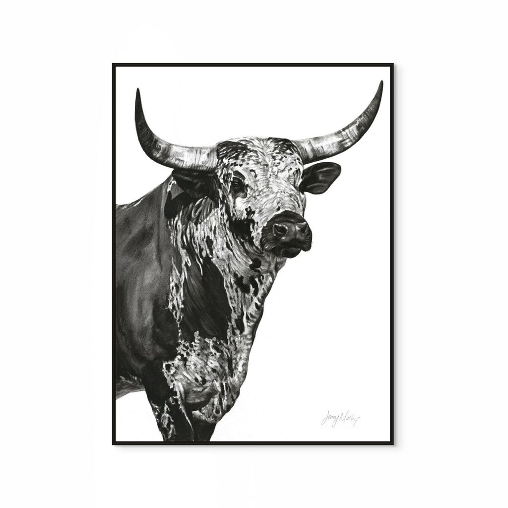 Nguni Bull Head (Portrait) Print