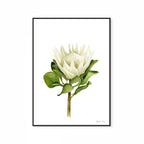 Protea Print