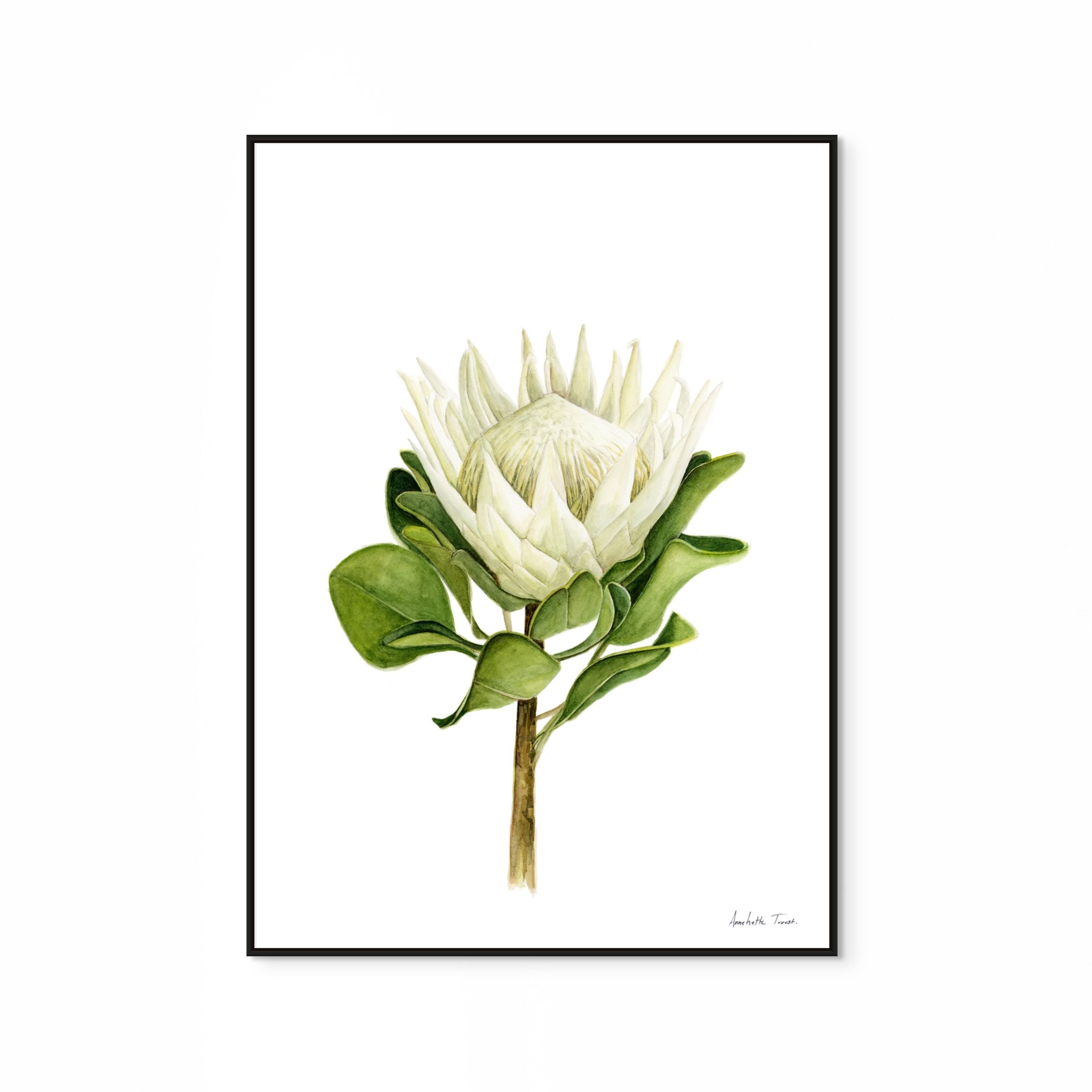 Protea Print