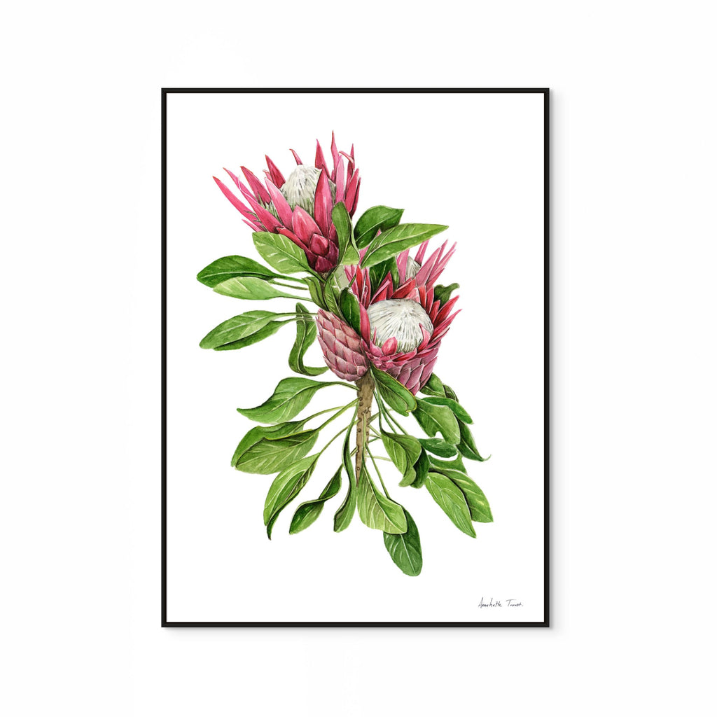 Protea Cynaroides Print