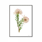 Protea Leucospermum Tottum Print