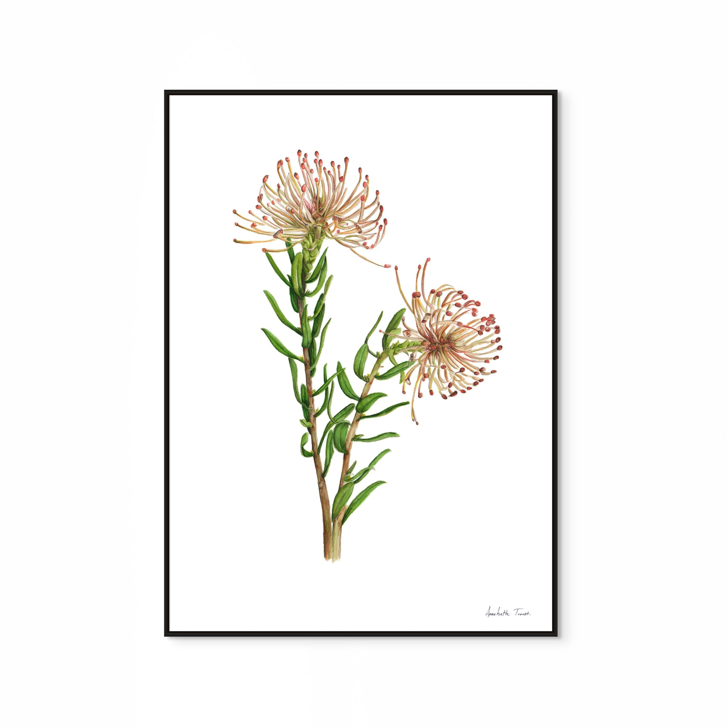 Protea Leucospermum Tottum Print