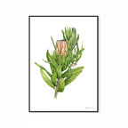 Protea Mink Print