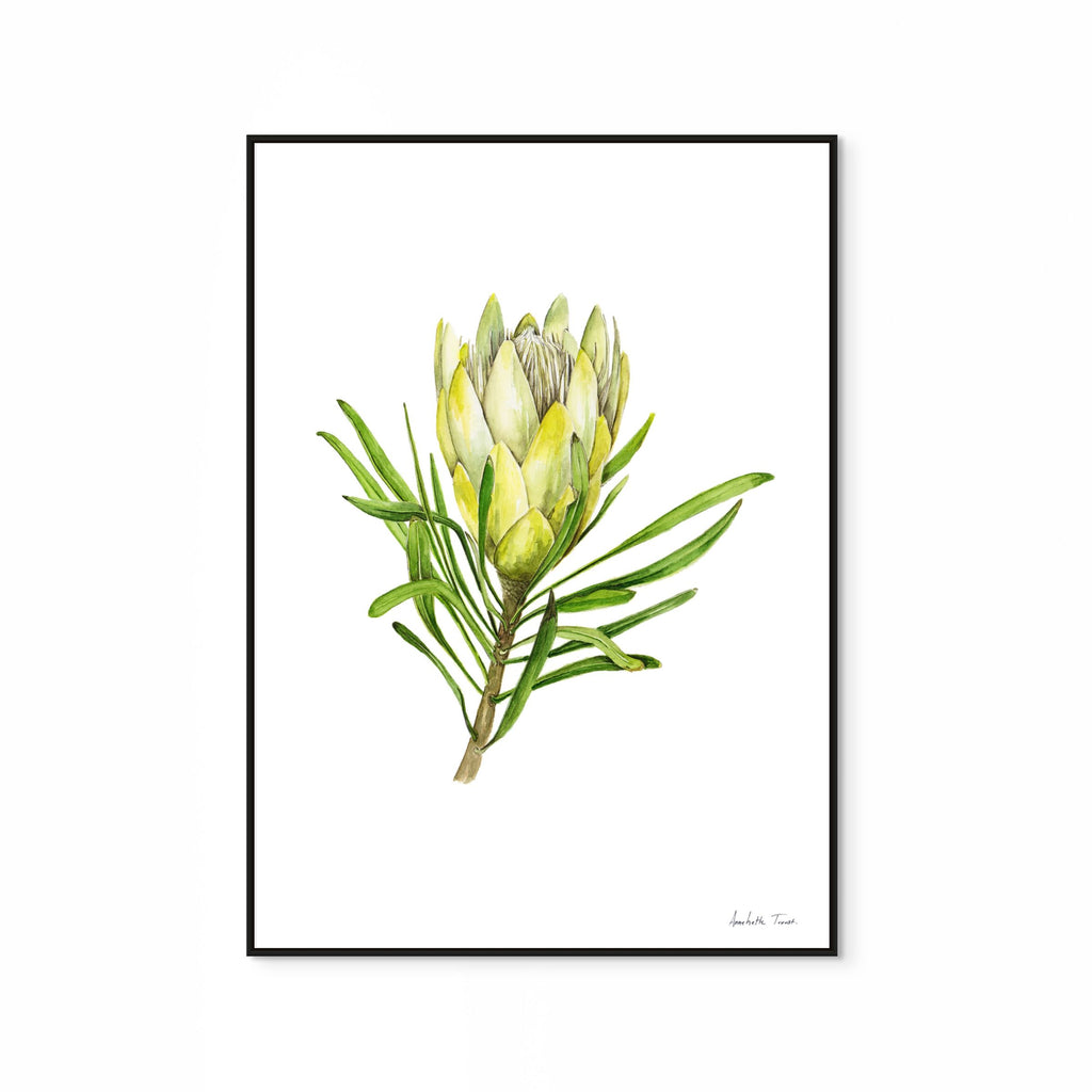 Protea Repens White Print