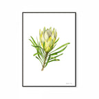 Protea Repens White Print