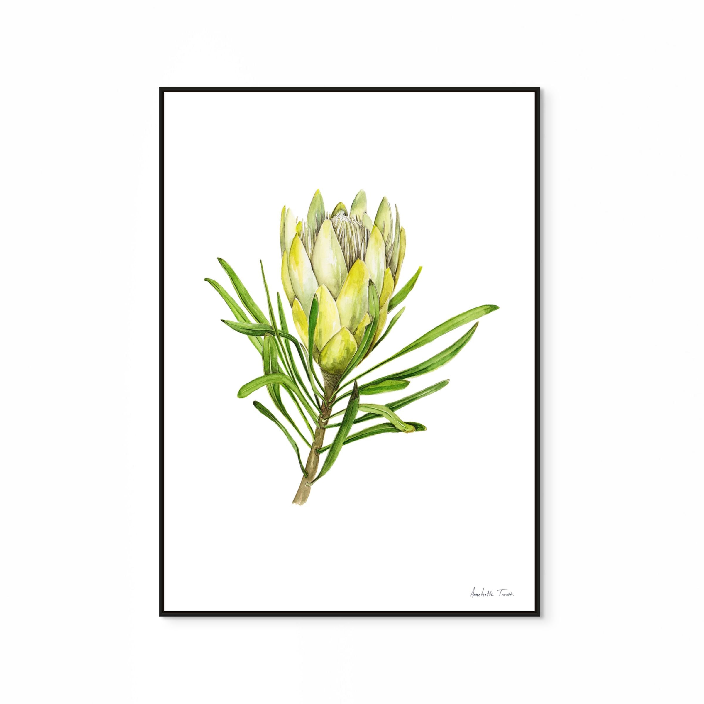 Protea Repens White Print