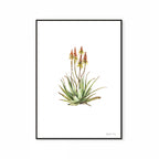 Sand Aloe Print