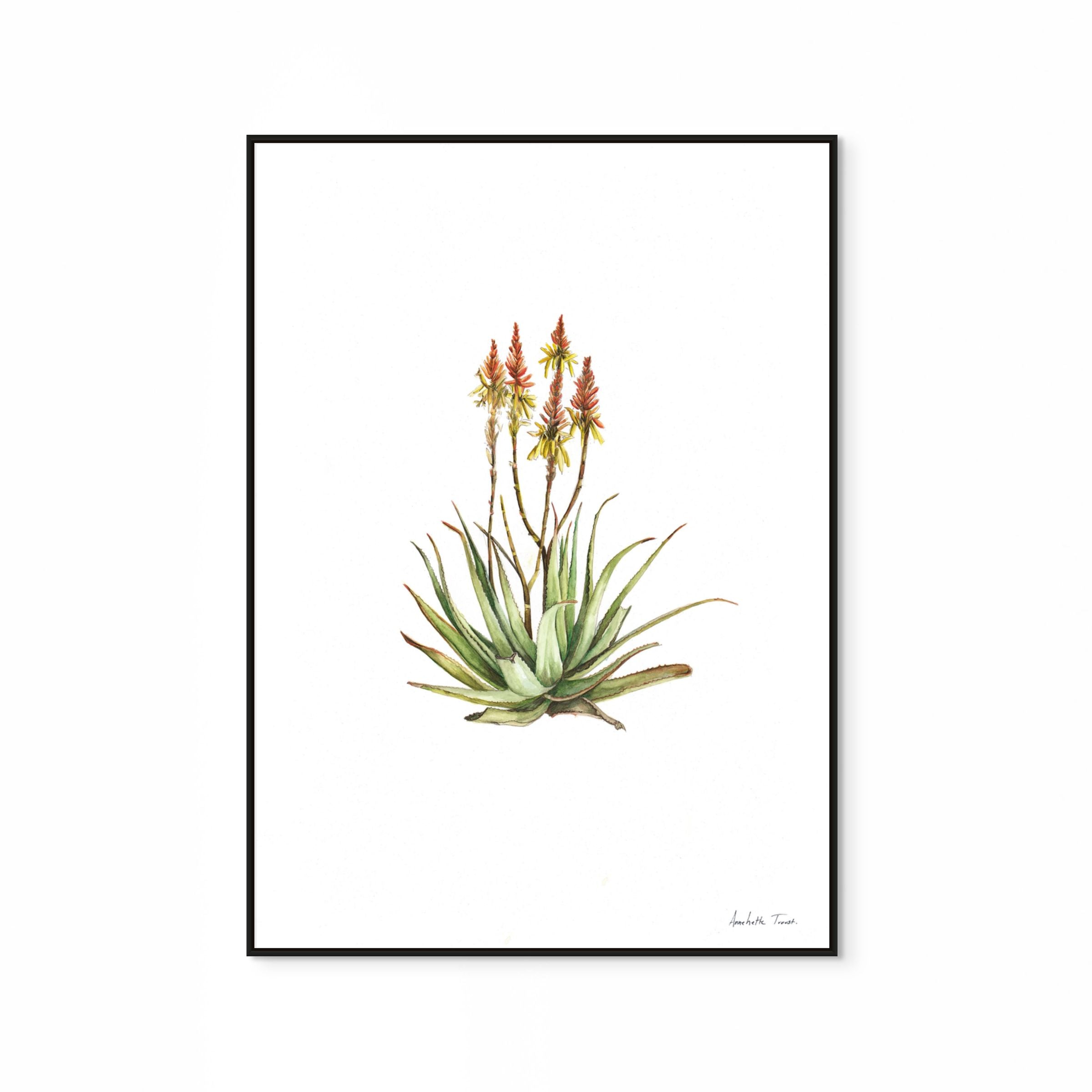 Sand Aloe Print