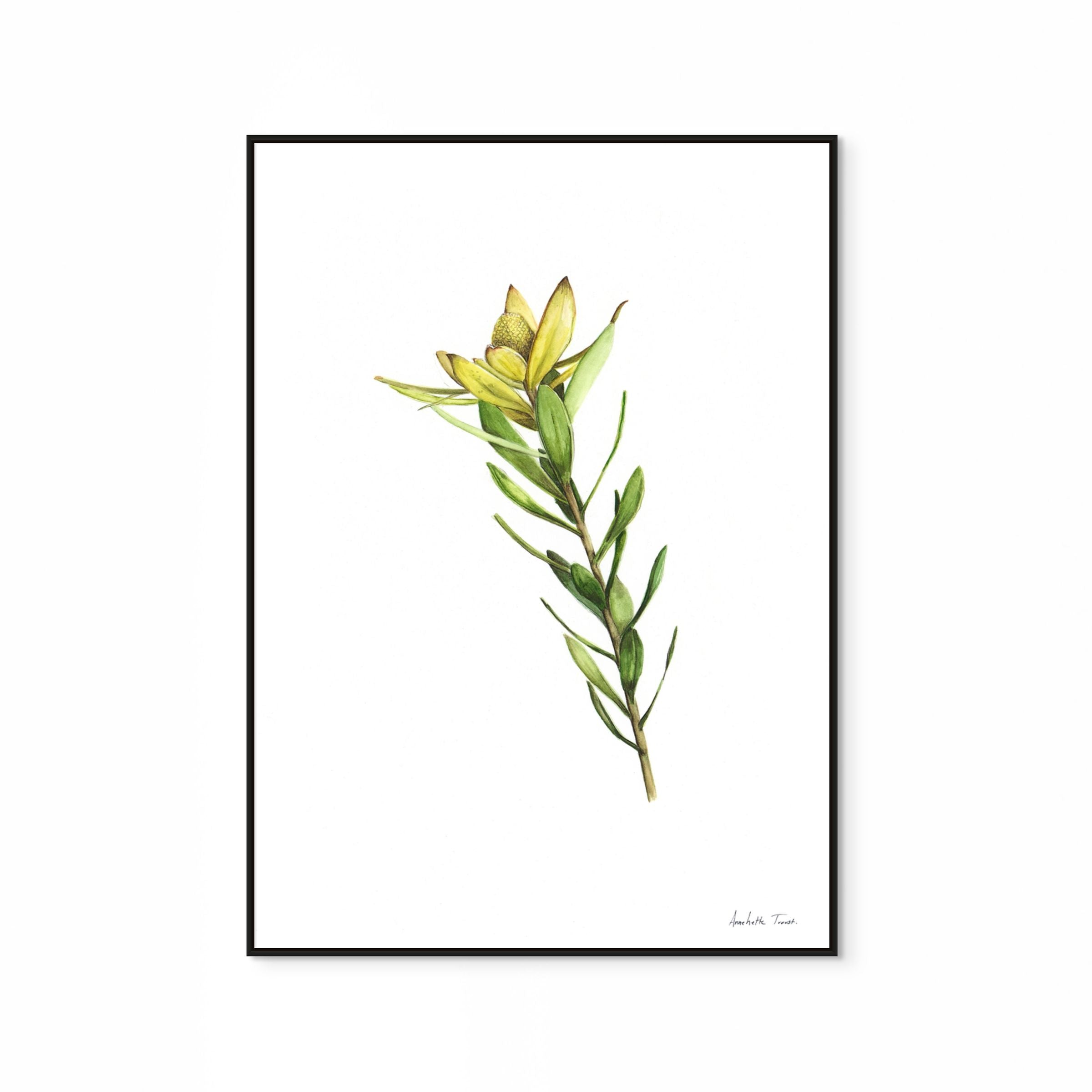 Sunshine Conebush Print
