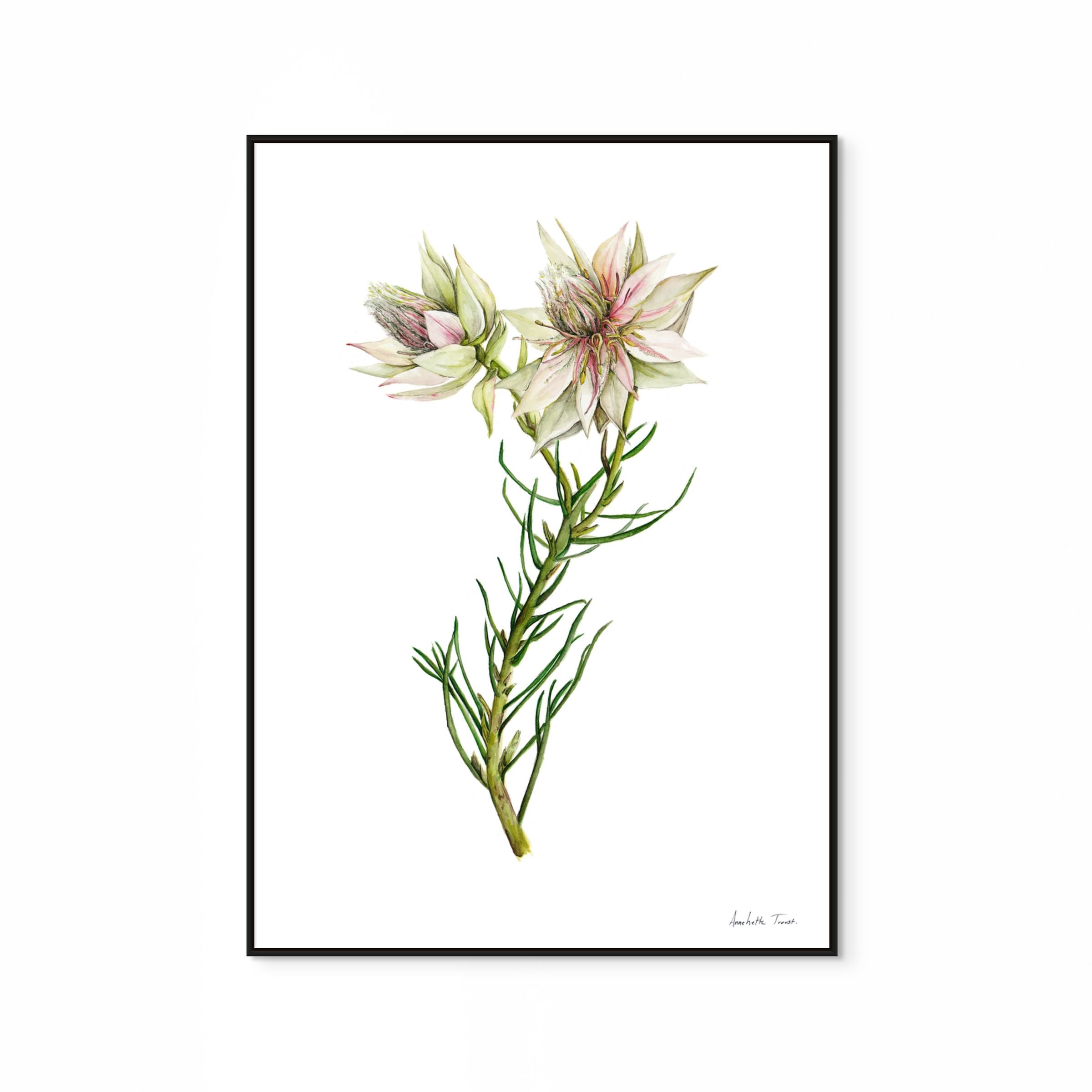 Surruria Florida Print