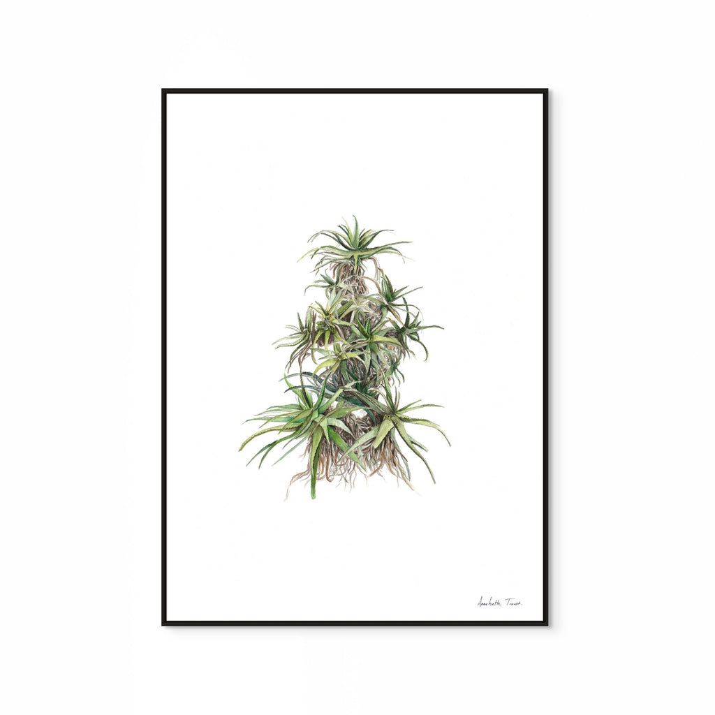 Tilt-Head Aloe Print