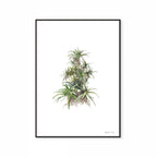 Tilt-Head Aloe Print