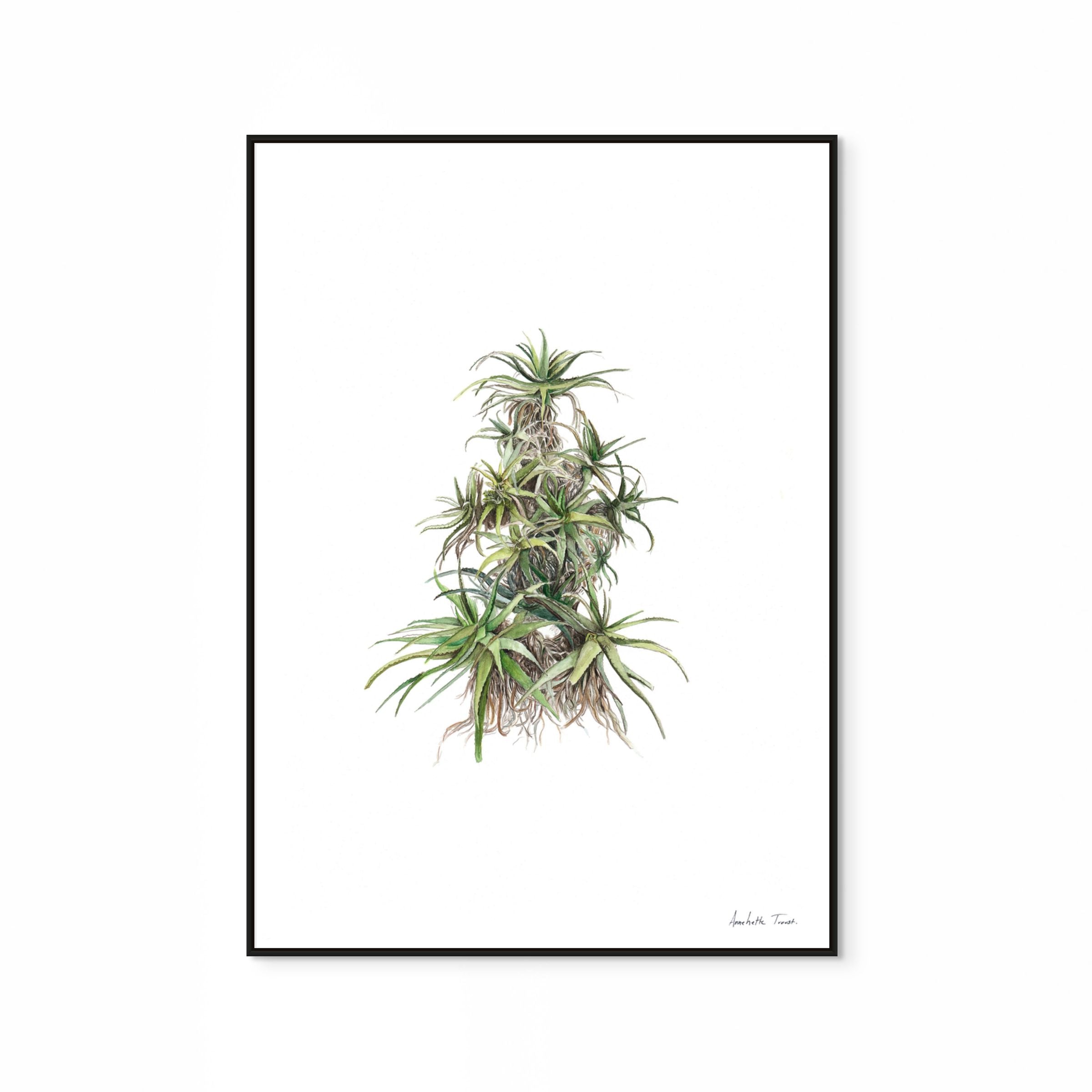 Tilt-Head Aloe Print