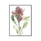 Waratah Print