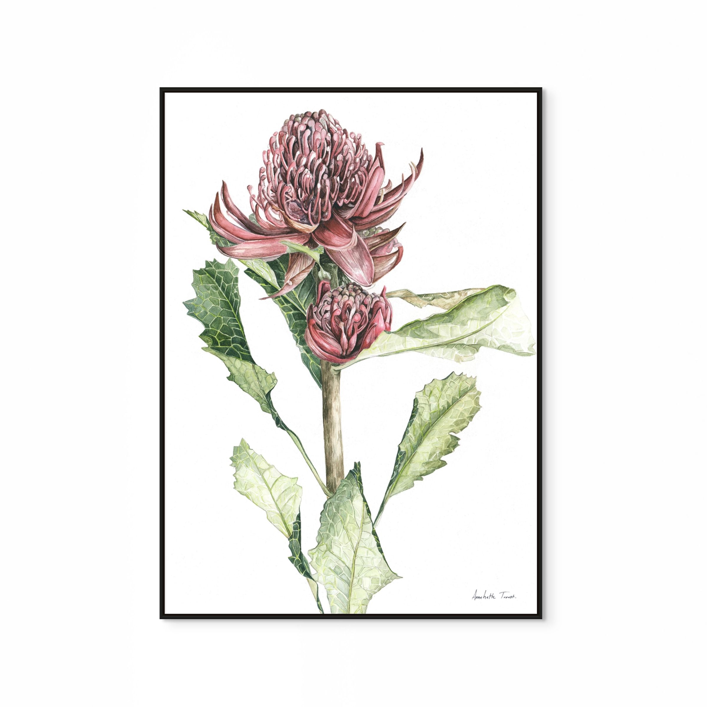 Waratah Print
