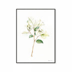 White Bougainvillea Print