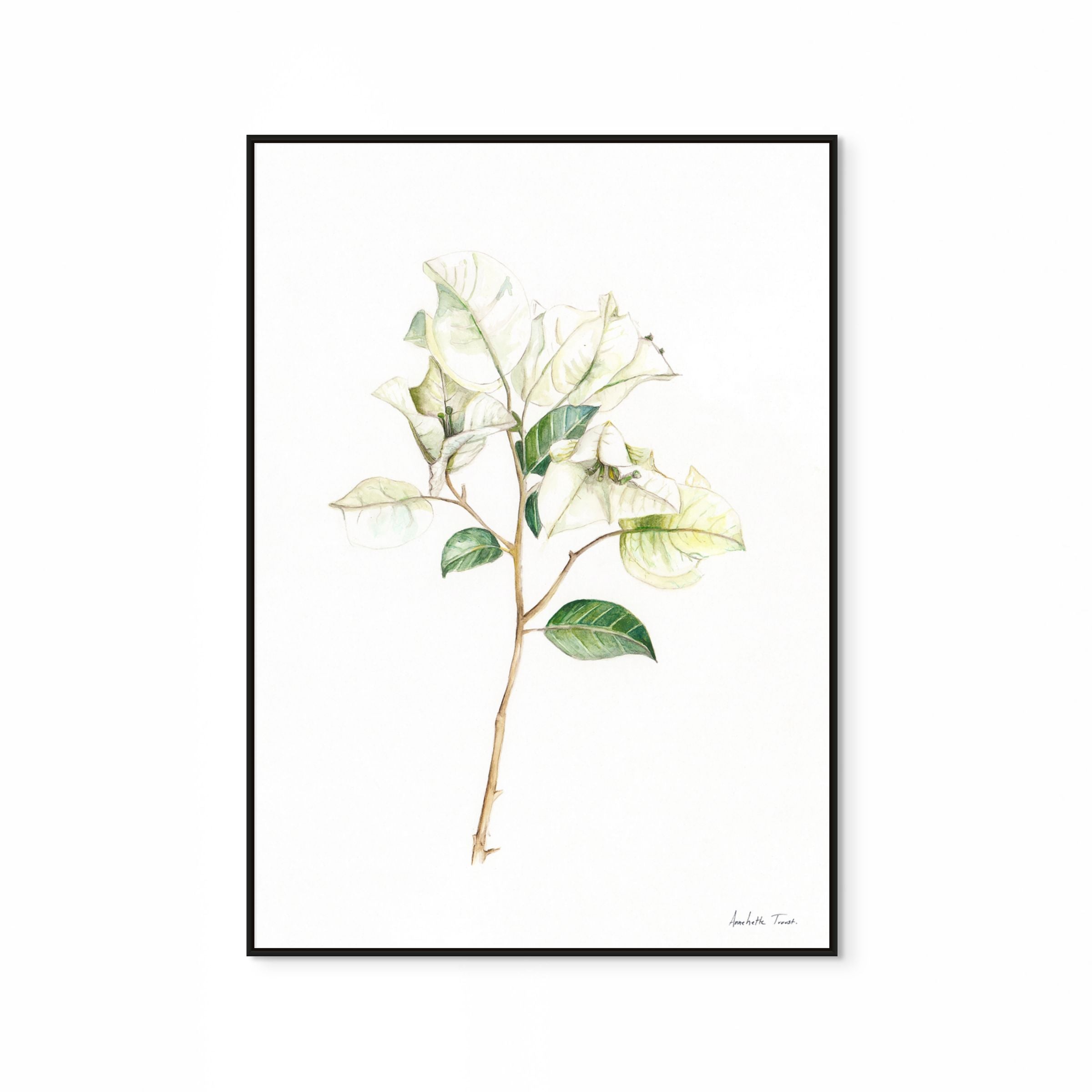White Bougainvillea Print