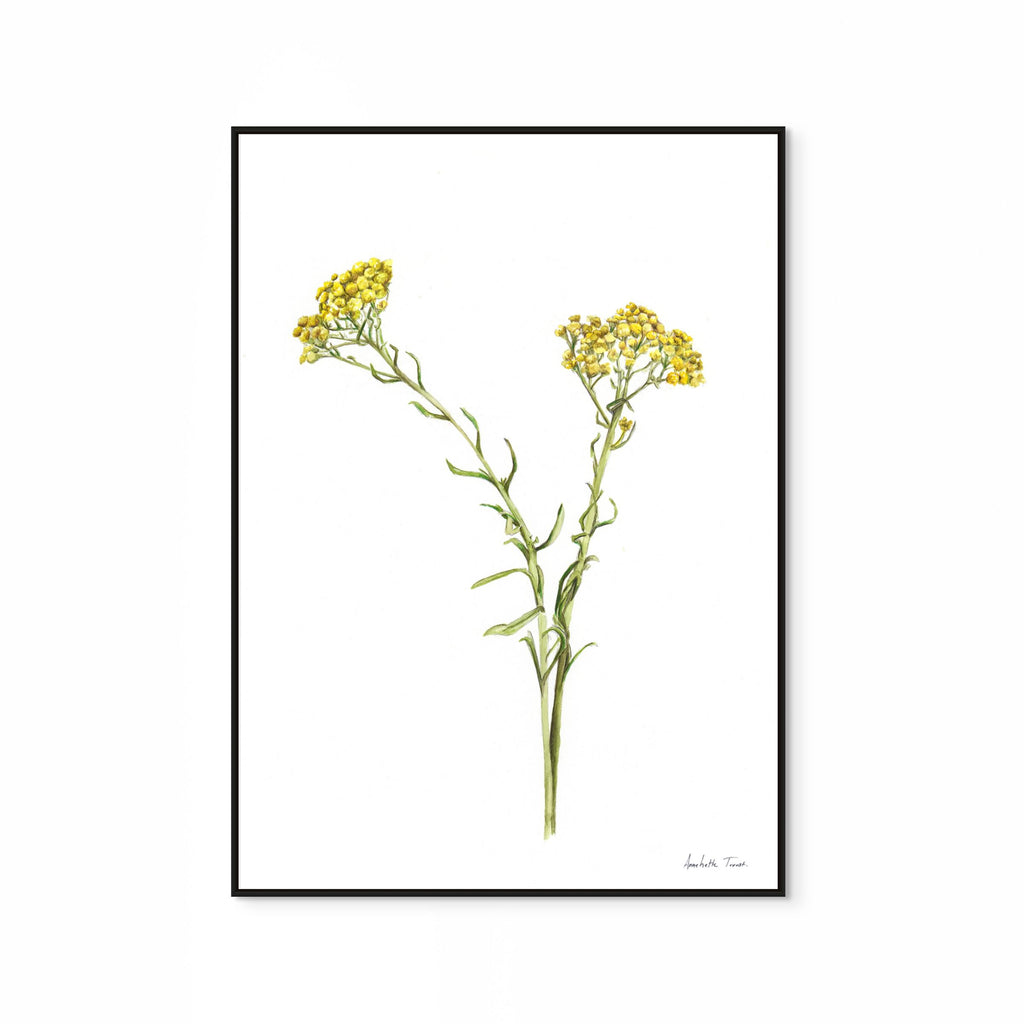 Wild Flower Print