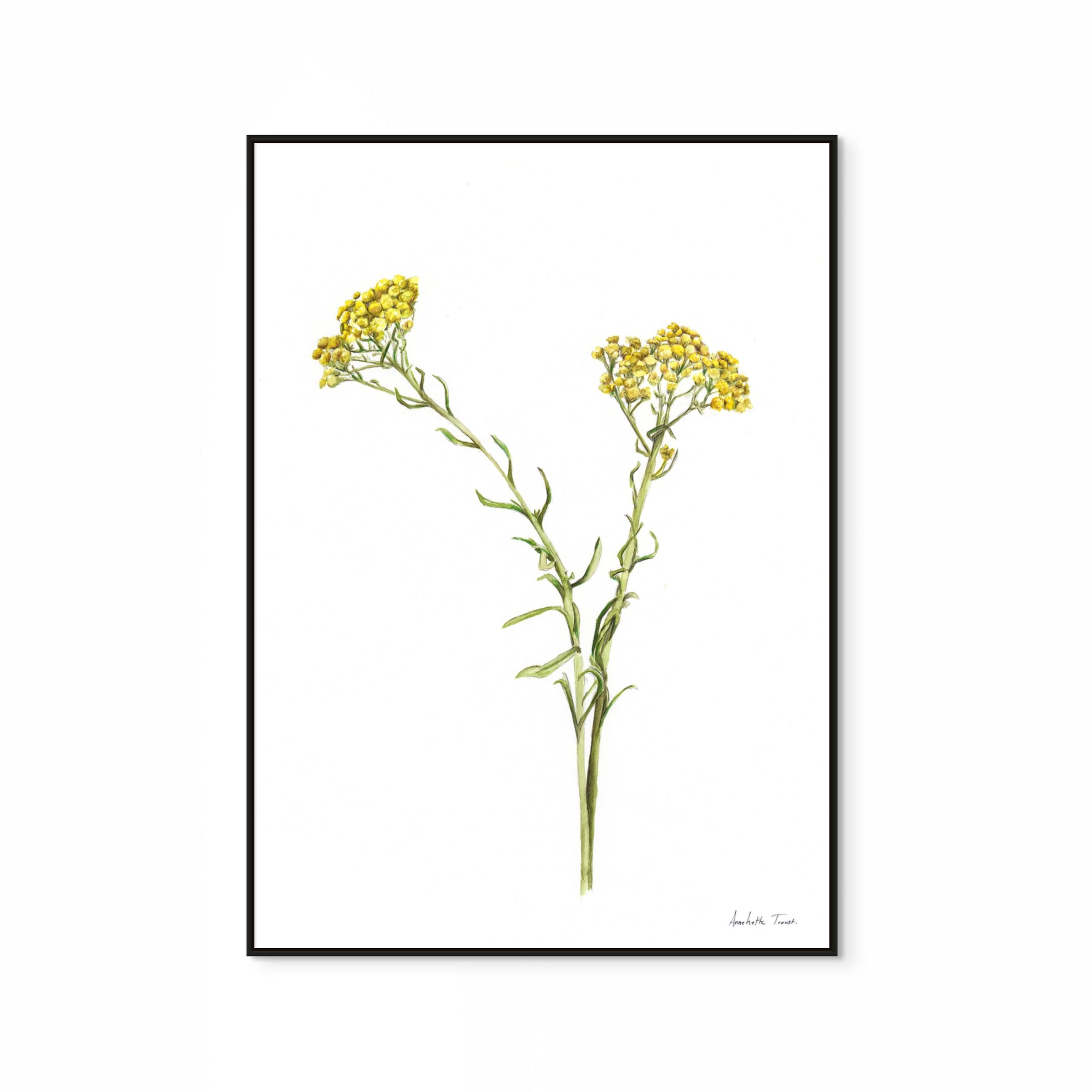 Wild Flower Print