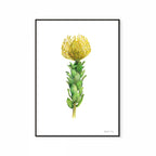 Yellow Pincushion Print