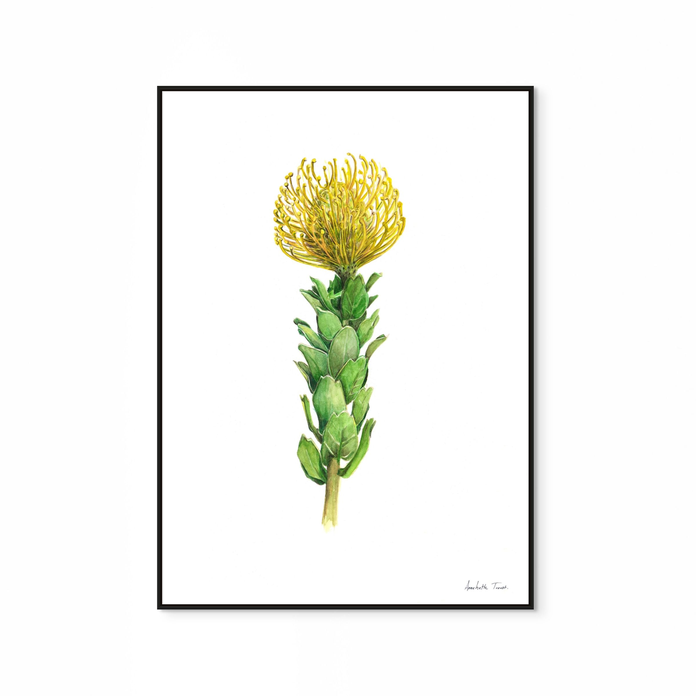 Yellow Pincushion Print