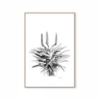 Aloe I Print