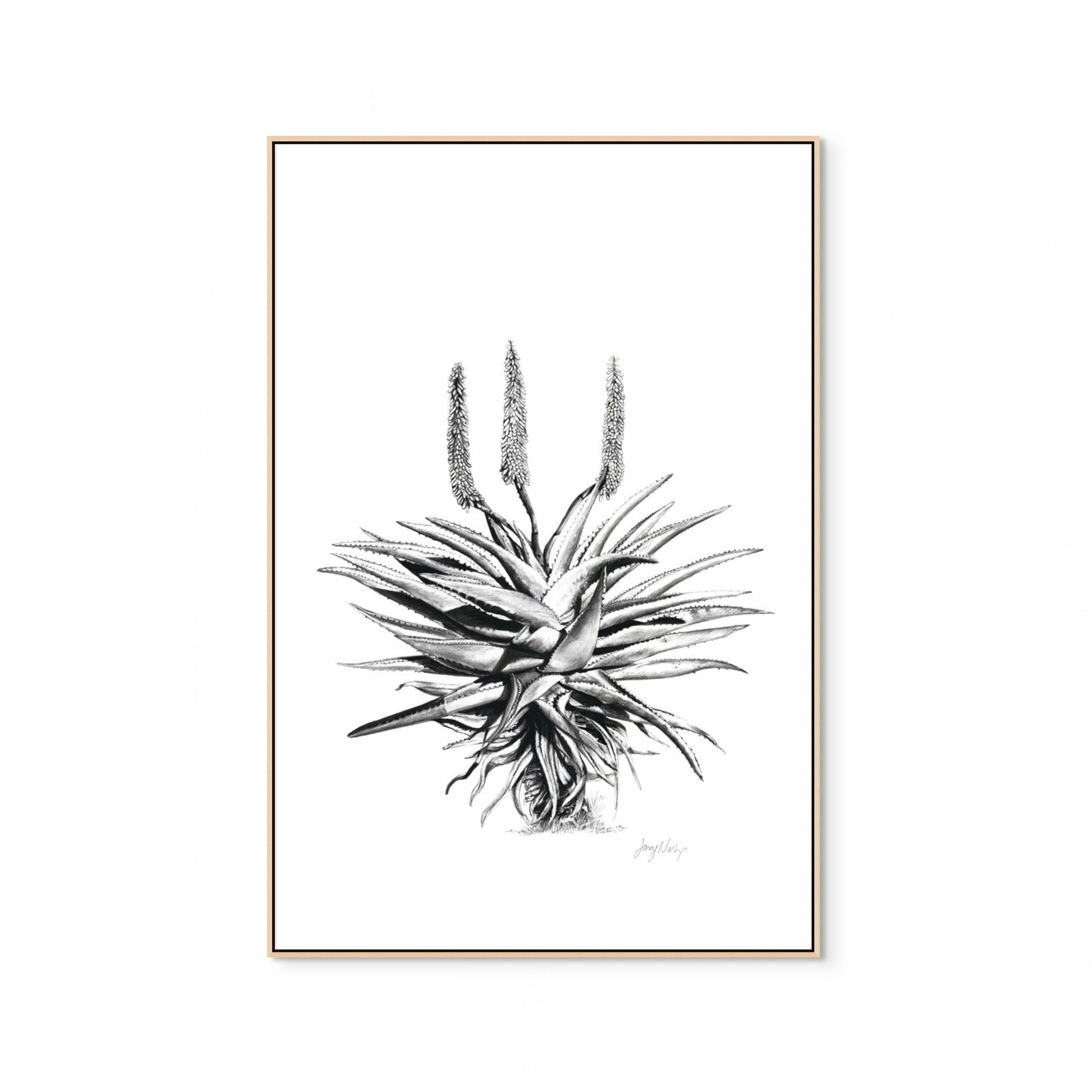 Aloe I Print