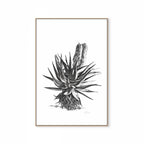 Aloe II Print