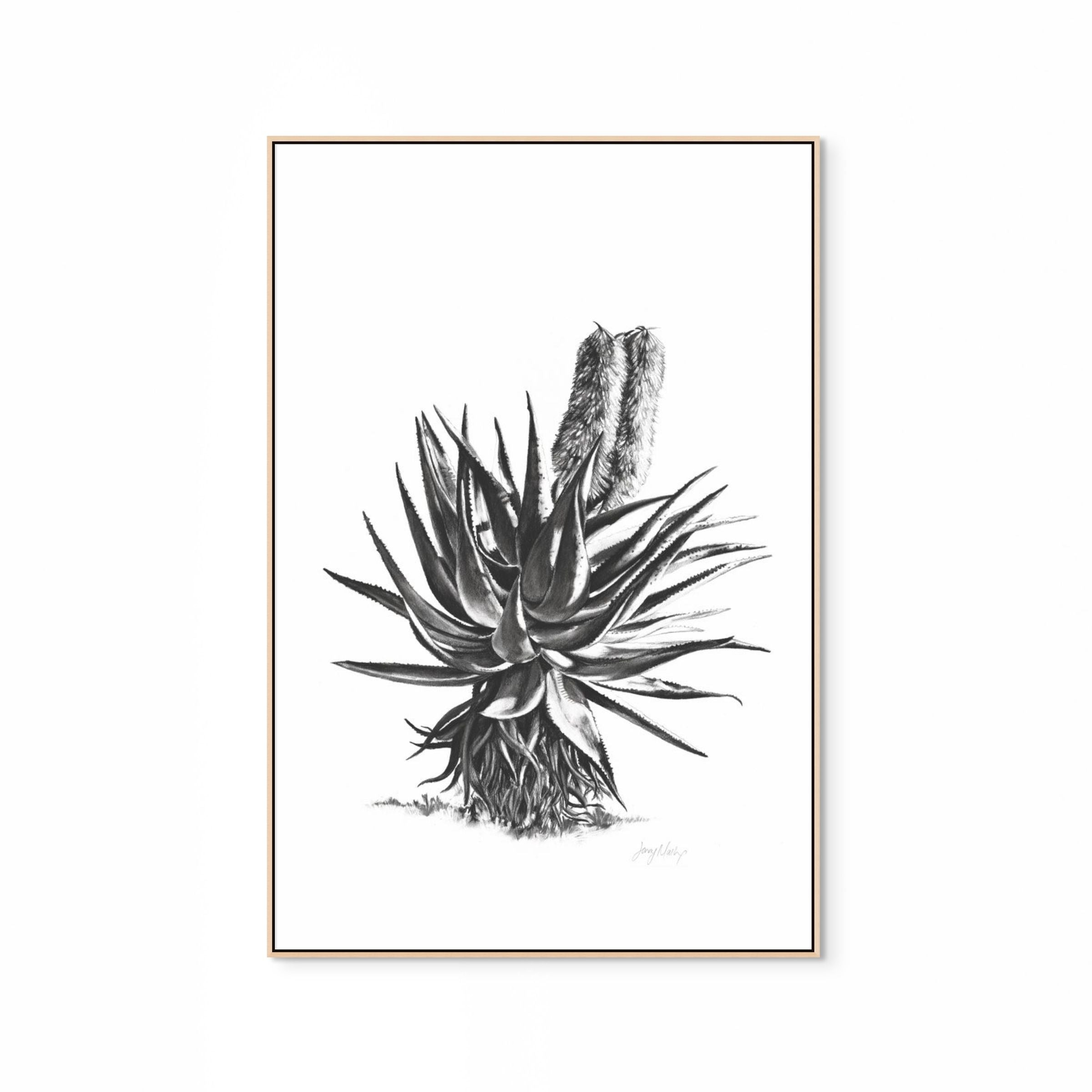 Aloe II Print