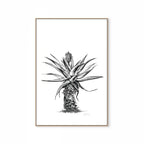 Aloe V Print