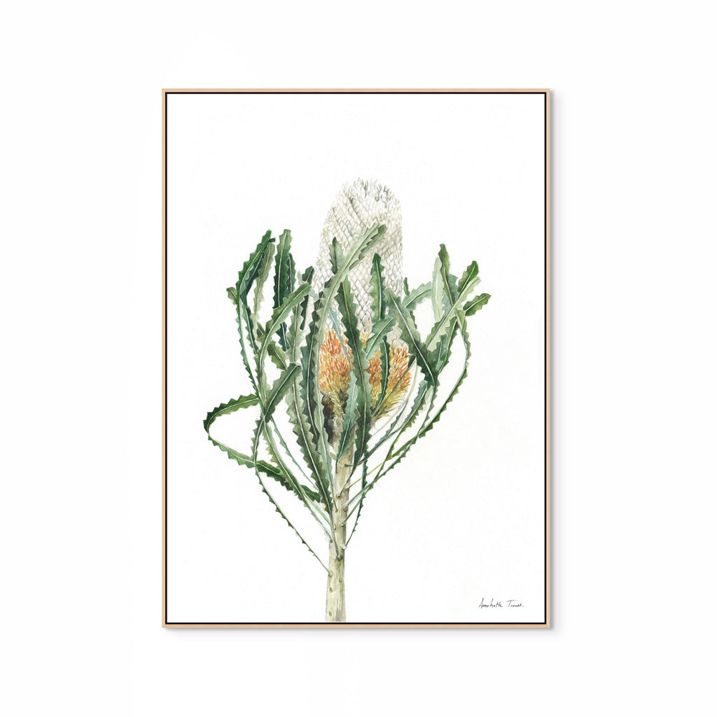 Banksia Print