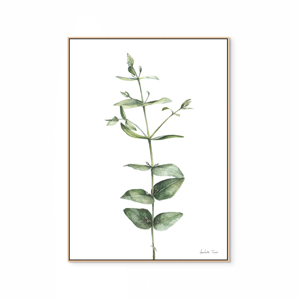 Eucalyptus Print