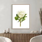 Protea Print